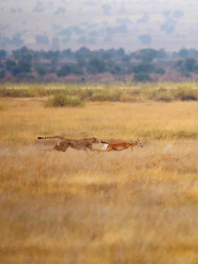 Discovering the Ultimate Kenyan Safari Highlight: Amboseli’s Wildlife Wonders