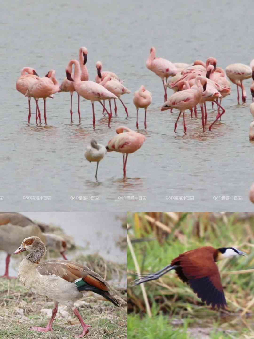 Discovering the Ultimate Kenyan Safari Highlight: Amboseli's Wildlife Wonders