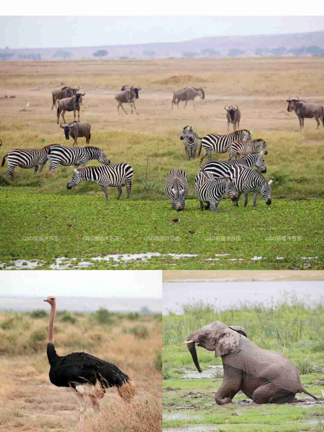 Discovering the Ultimate Kenyan Safari Highlight: Amboseli's Wildlife Wonders