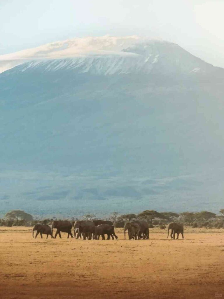 アmboseli国立公園を探索しよう：雄大なゾウの群れとともに行うウォーキングサファリ 🐘🌟