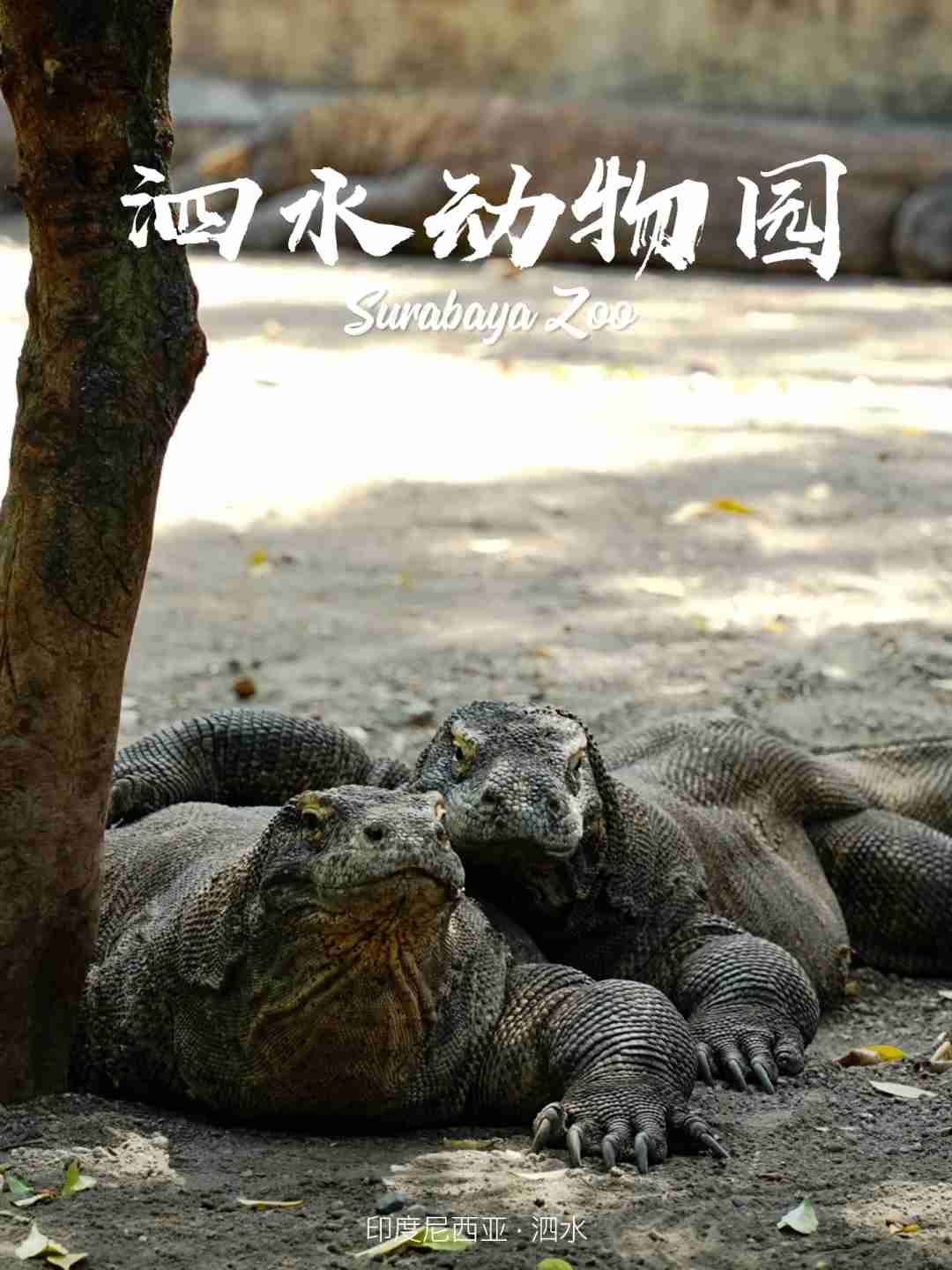 Explorez l'Indonésie : Aventure avec les dragons de Komodo et tour de Bromo pour seulement 7 Yuan