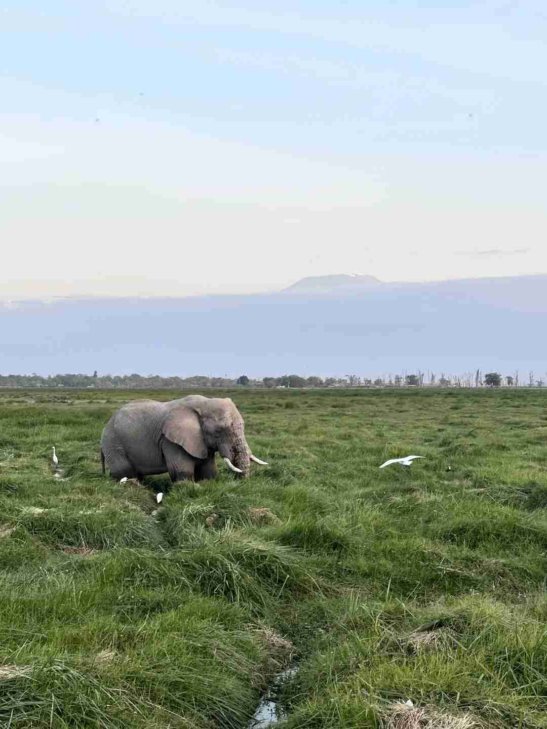 Explore Kenya's Wildlife Wonders: An Unforgettable Journey into Amboseli National Park
