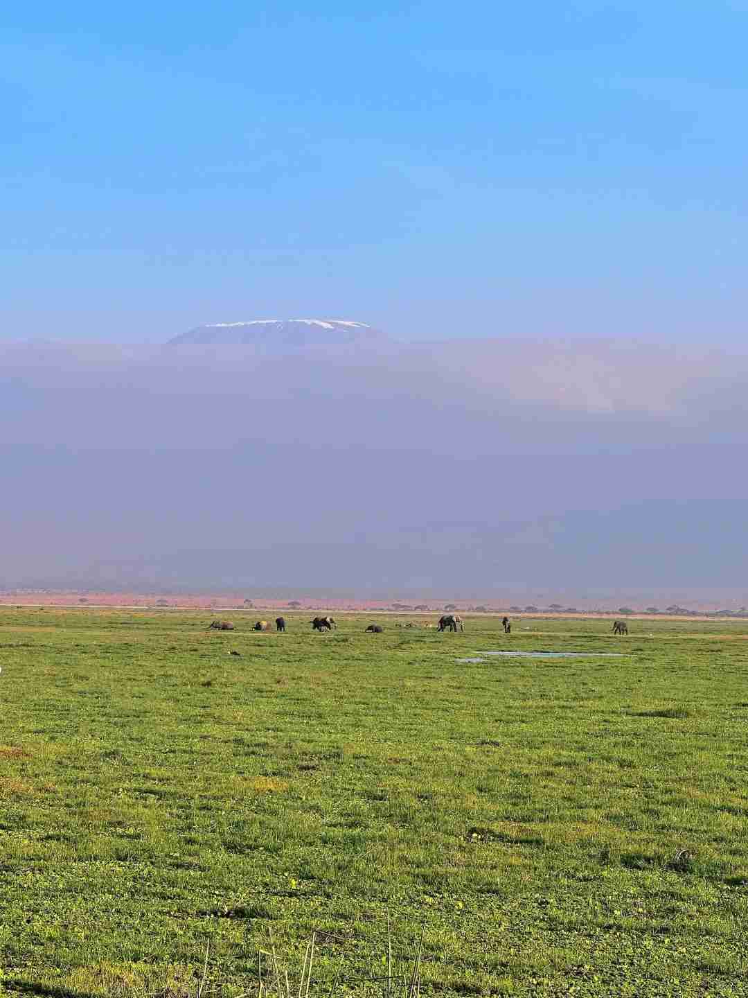 Explore Kenya's Wildlife Wonders: An Unforgettable Journey into Amboseli National Park