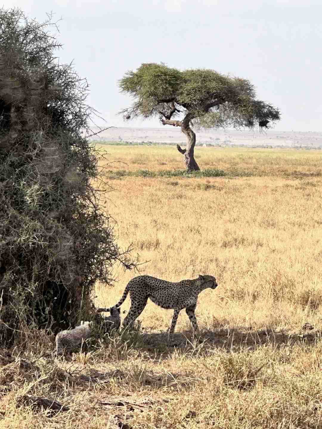 Explore Kenya's Wildlife Wonders: An Unforgettable Journey into Amboseli National Park