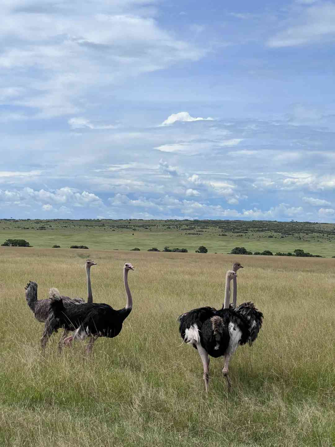 Explore Masai Mara Safely: Best Times to Avoid Kenya's Rainy Season