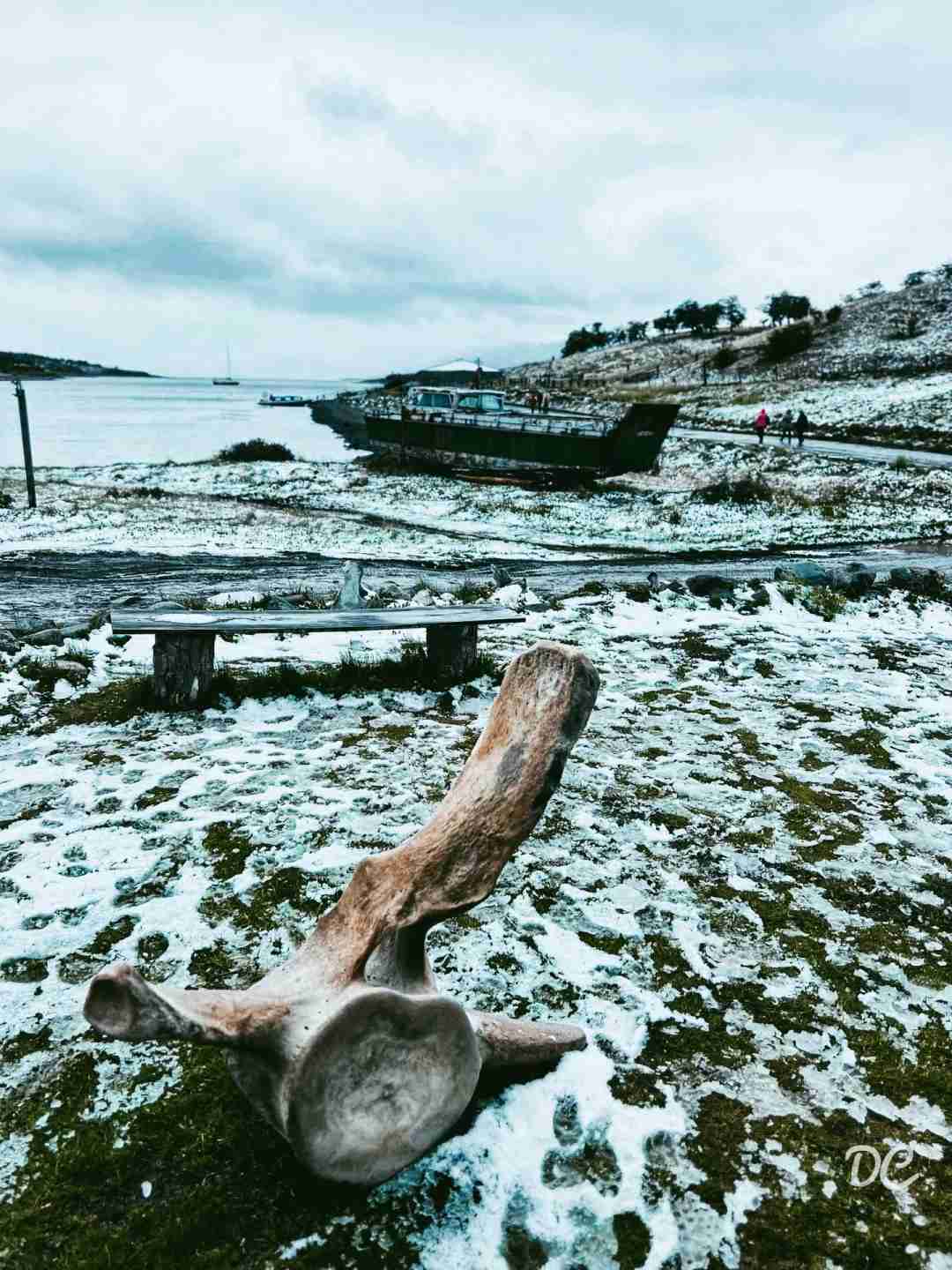 Explore Penguin Island 🐧: Ushuaia's Best Half-Day Wildlife Adventure Tour 🇦🇷
