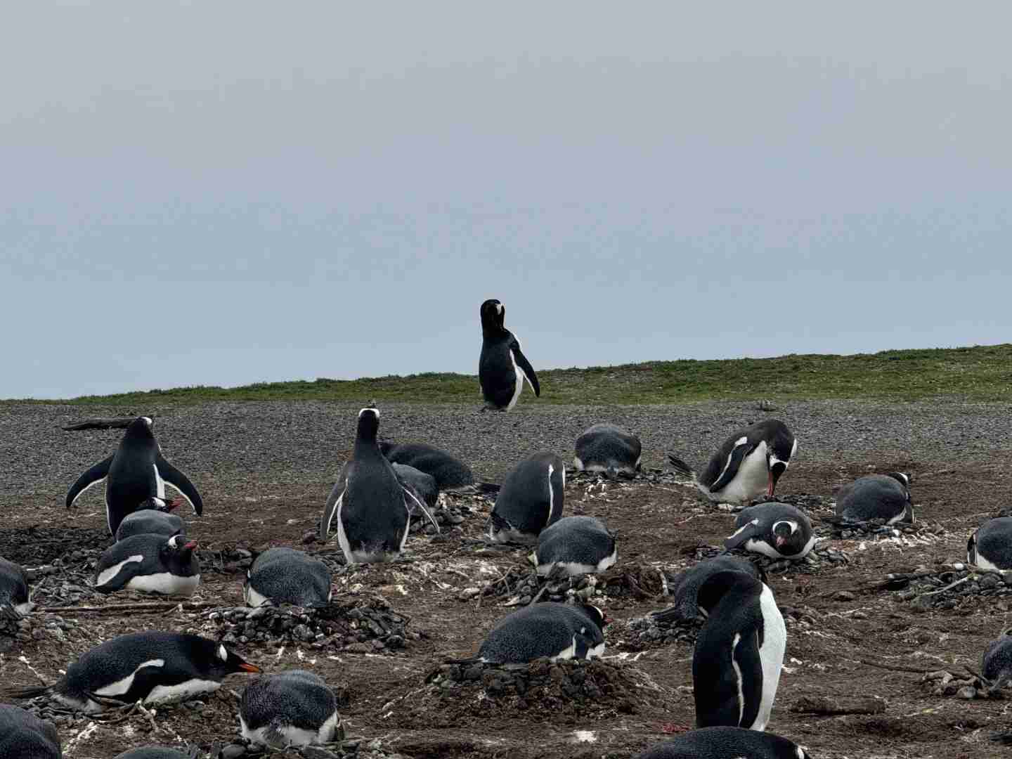 Explore Ushuaia, Argentina: 3-Day Adventure Tour in November