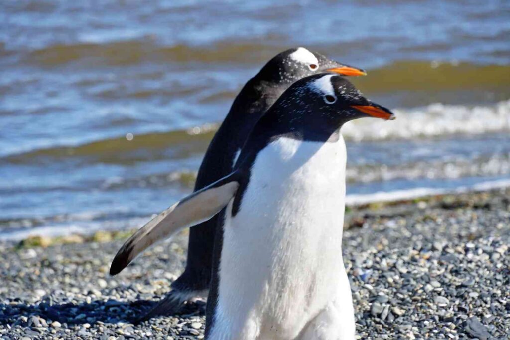 Explore Ushuaia, Argentina: Ultimate Guide to Penguin Watching at World’s End Penguins