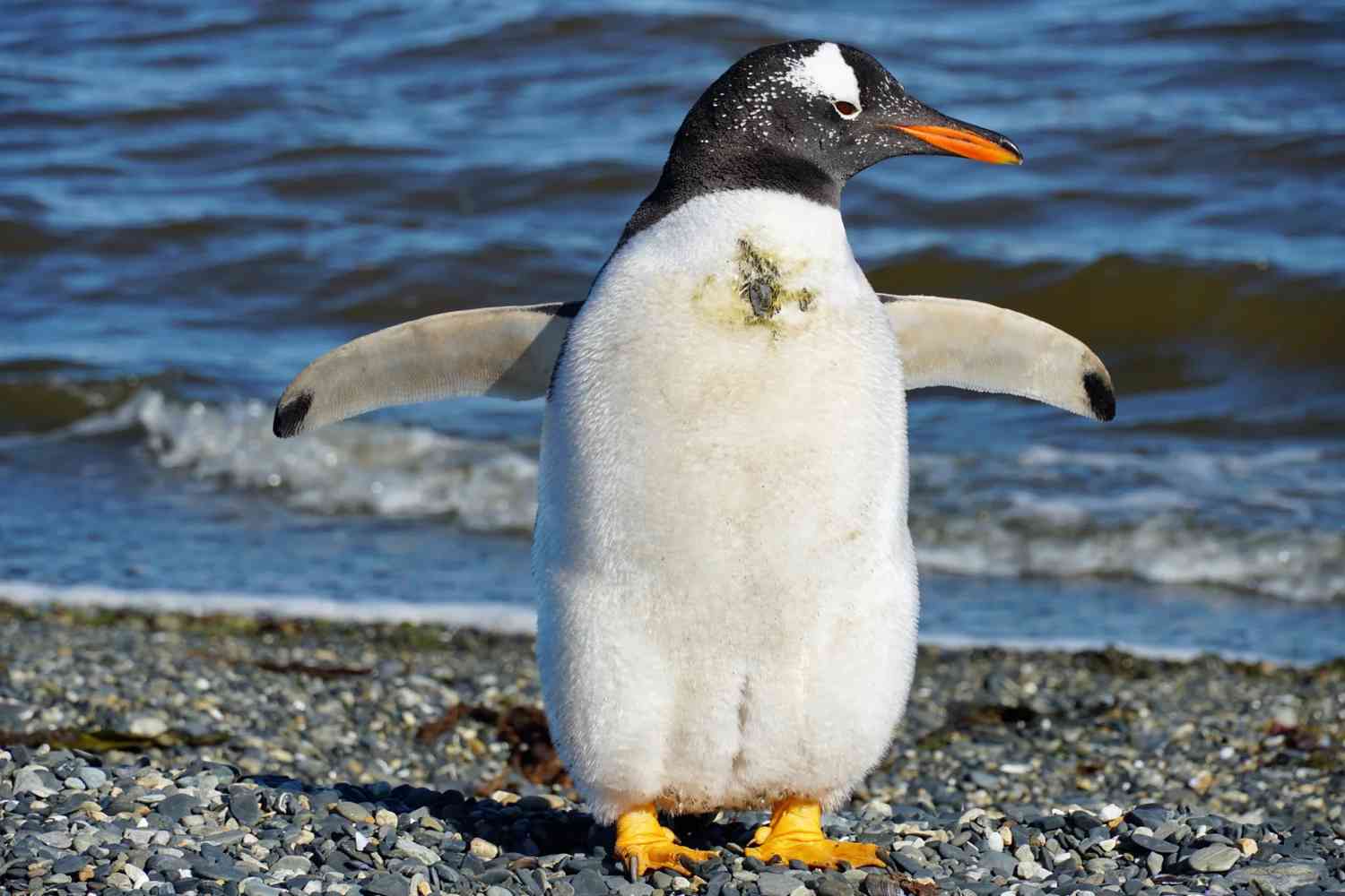 Explore Ushuaia, Argentina: Ultimate Guide to Penguin Watching at World's End Penguins Penguins Penguins Penguins Penguins Penguins Penguins Penguins Penguins Penguins Penguins Penguins Penguins Penguins Penguins Penguins Penguins Penguins Penguins Penguins Penguins Penguins Penguins Penguins Penguins Penguins Penguins Penguins Penguins Penguins Penguins Penguins Penguins Penguins Penguins Penguins Penguins Penguins Penguins Penguins Penguins Penguins Penguins Penguins Penguins Penguins Penguins Penguins Penguins Penguins Penguins Penguins Penguins Penguins Penguins Penguins Penguins Penguins Penguins Penguins Penguins Penguins Penguins Penguins Penguins Penguins Penguins Penguins Penguins Penguins Penguins Penguins Penguins Penguins Penguins Penguins Penguins Penguins Penguins Penguins Penguins Penguins Penguins