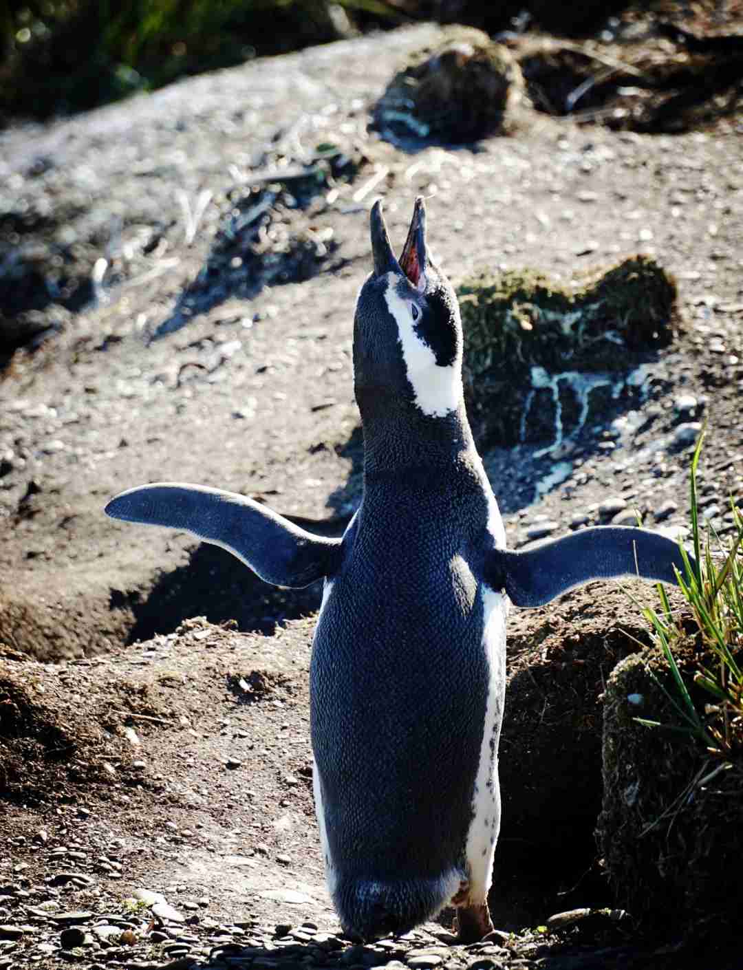 Explore Ushuaia, Argentina: Ultimate Guide to Penguin Watching at World's End Penguins Penguins Penguins Penguins Penguins Penguins Penguins Penguins Penguins Penguins Penguins Penguins Penguins Penguins Penguins Penguins Penguins Penguins Penguins Penguins Penguins Penguins Penguins Penguins Penguins Penguins Penguins Penguins Penguins Penguins Penguins Penguins Penguins Penguins Penguins Penguins Penguins Penguins Penguins Penguins Penguins Penguins Penguins Penguins Penguins Penguins Penguins Penguins Penguins Penguins Penguins Penguins Penguins Penguins Penguins Penguins Penguins Penguins Penguins Penguins Penguins Penguins Penguins Penguins Penguins Penguins Penguins Penguins Penguins Penguins Penguins Penguins Penguins Penguins Penguins Penguins Penguins Penguins Penguins Penguins Penguins Penguins Penguins