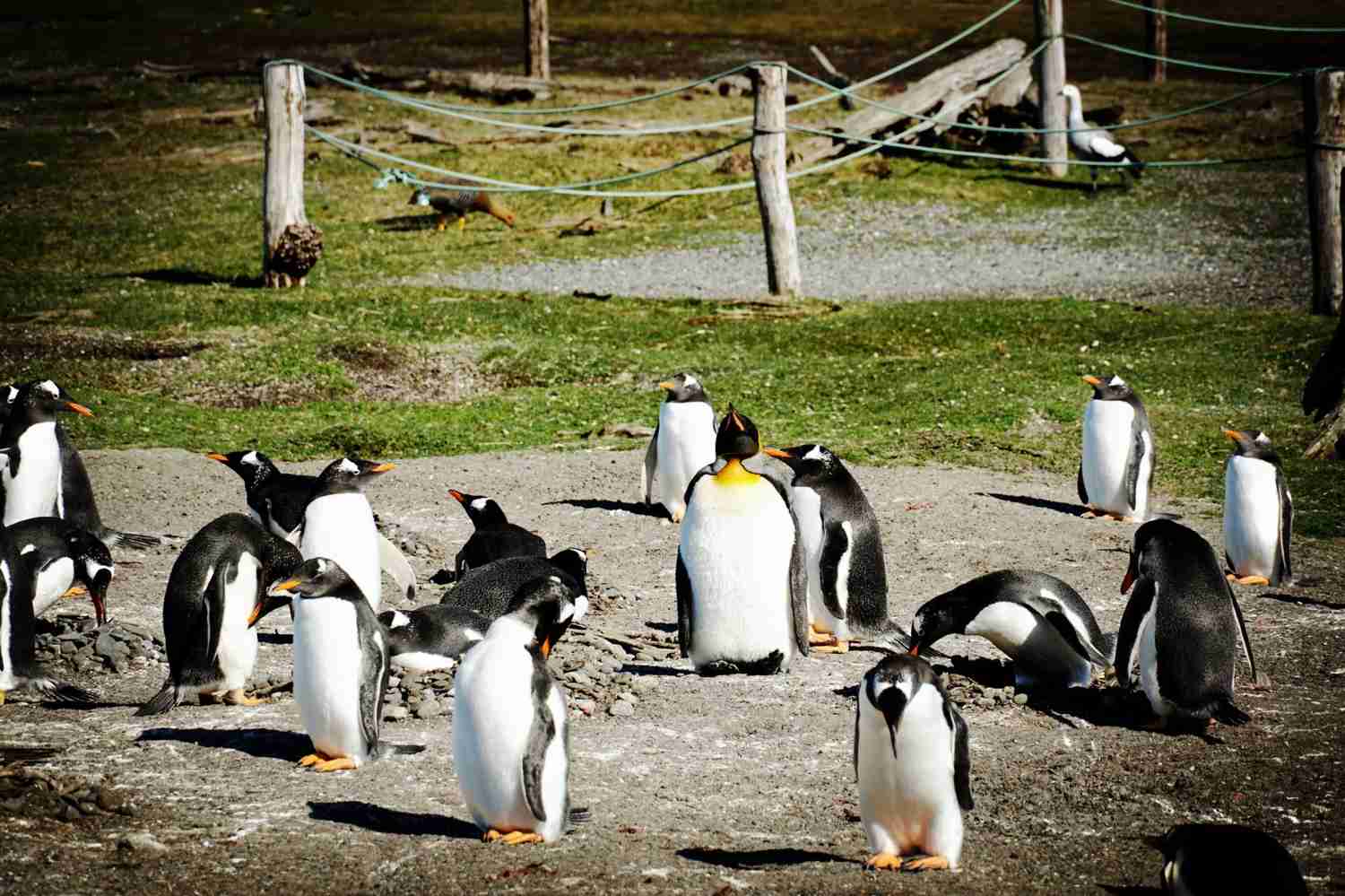 Explore Ushuaia, Argentina: Ultimate Guide to Penguin Watching at World's End Penguins Penguins Penguins Penguins Penguins Penguins Penguins Penguins Penguins Penguins Penguins Penguins Penguins Penguins Penguins Penguins Penguins Penguins Penguins Penguins Penguins Penguins Penguins Penguins Penguins Penguins Penguins Penguins Penguins Penguins Penguins Penguins Penguins Penguins Penguins Penguins Penguins Penguins Penguins Penguins Penguins Penguins Penguins Penguins Penguins Penguins Penguins Penguins Penguins Penguins Penguins Penguins Penguins Penguins Penguins Penguins Penguins Penguins Penguins Penguins Penguins Penguins Penguins Penguins Penguins Penguins Penguins Penguins Penguins Penguins Penguins Penguins Penguins Penguins Penguins Penguins Penguins Penguins Penguins Penguins Penguins Penguins Penguins