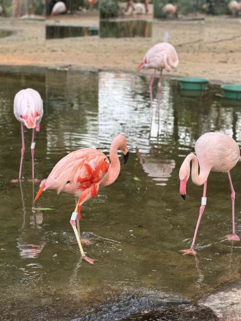 Explore the Exotic Wildlife at Iguazu Bird Park: A Paradise for Bird Lovers