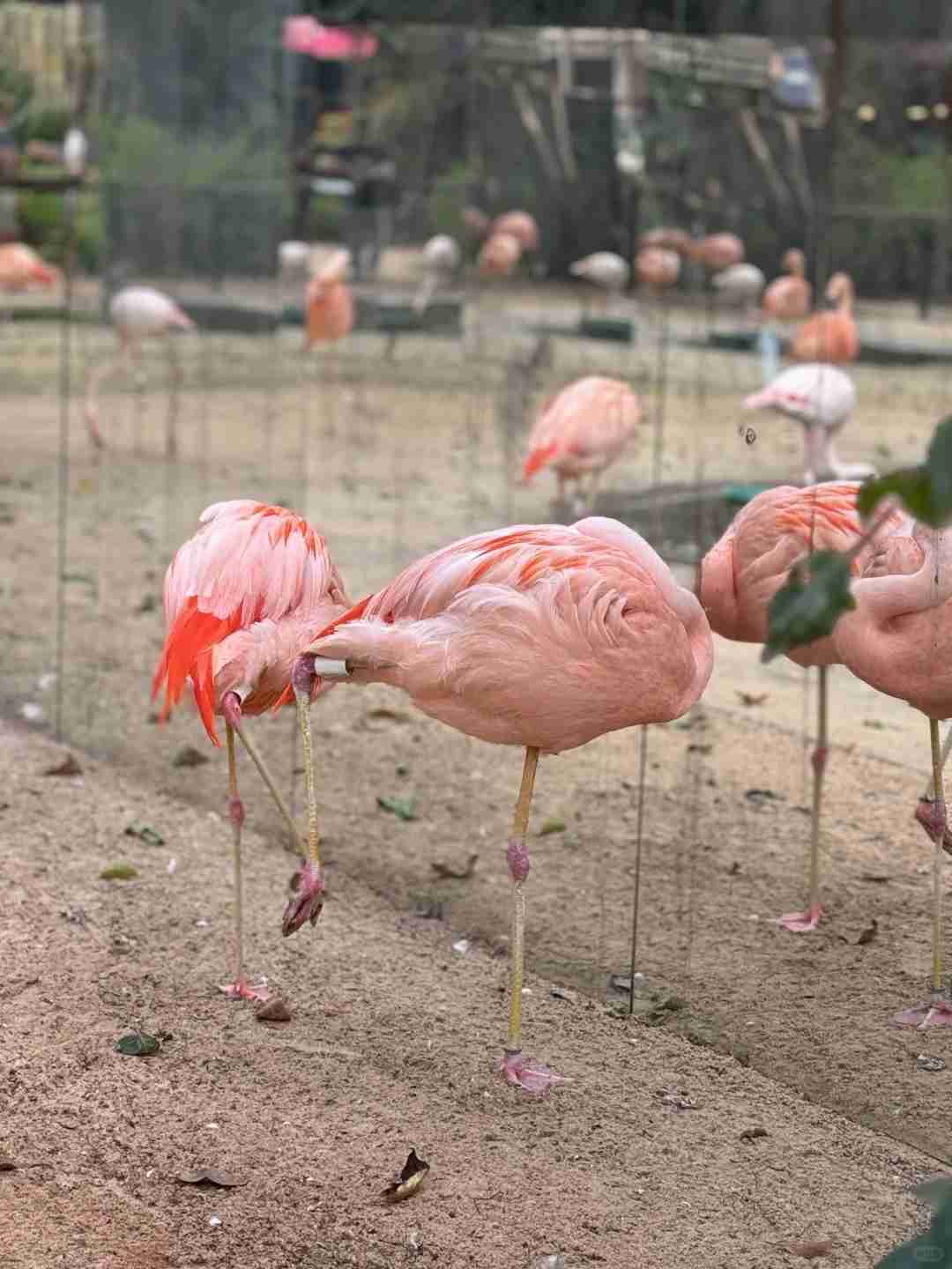 Explore the Exotic Wildlife at Iguazu Bird Park: A Paradise for Bird Lovers