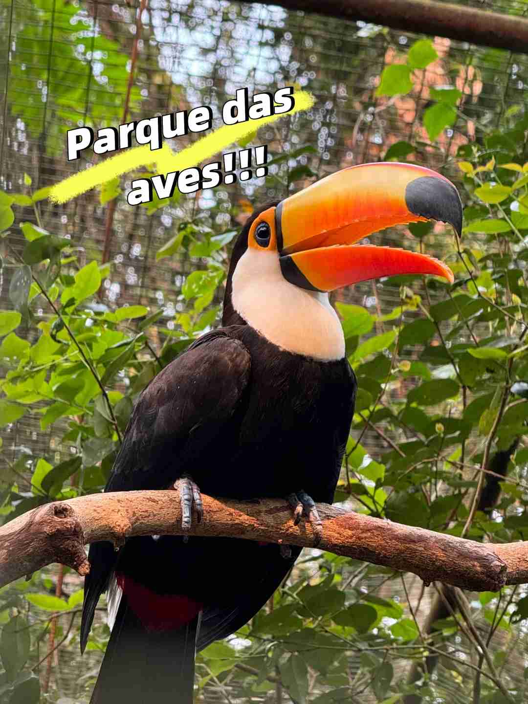 Explore the Exotic Wildlife at Iguazu Bird Park: A Paradise for Bird Lovers