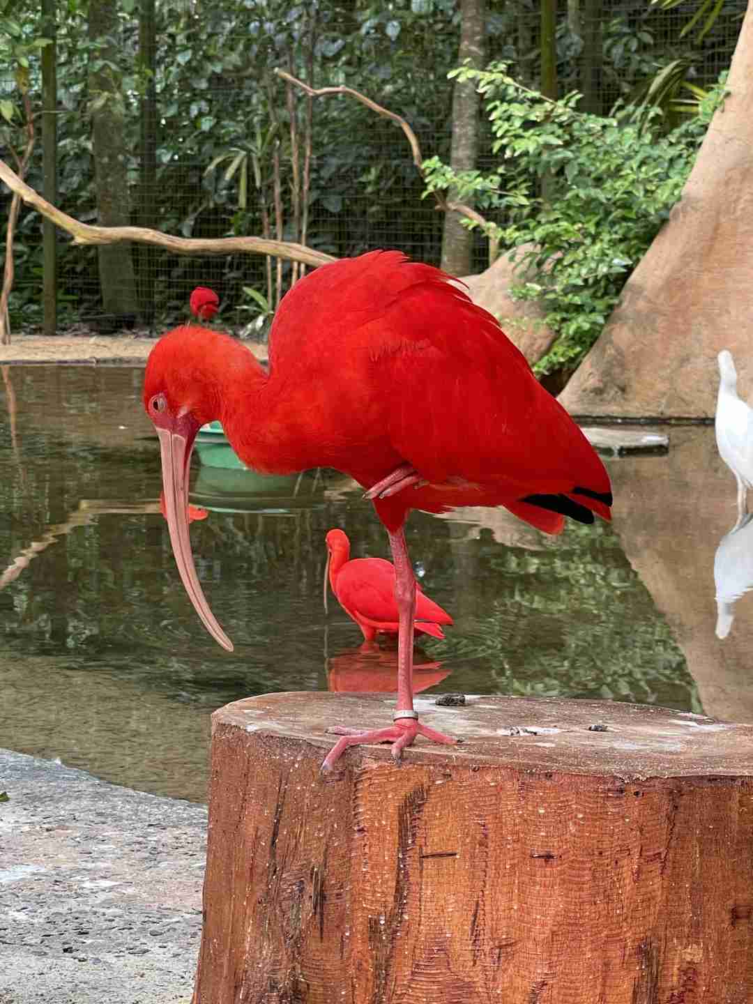 Explore the Exotic Wildlife at Iguazu Bird Park: A Paradise for Bird Lovers