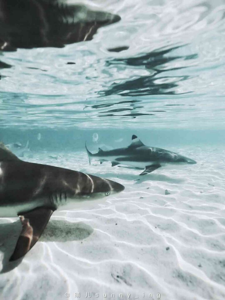 Explore the Northwesternmost Dive Site of the Four Kings Islands: Swim with Sharks 🦈