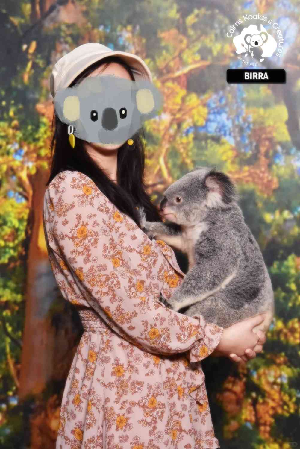 Explore the Wonders of Nature: Best Places to See Koalas in Cairns