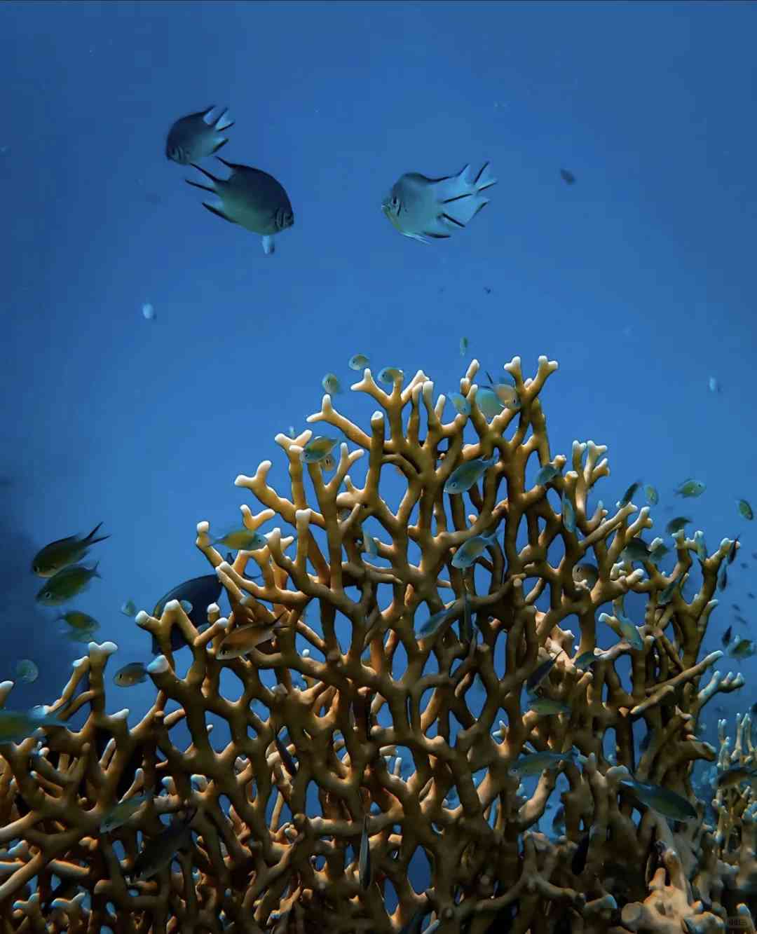 Explorer les Merveilles du Grand Corail : Guide de Voyage Ultime