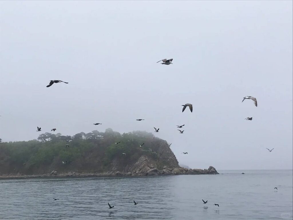 Exploring North Korea’s Rajin-Sonbong Pipa Island: A Hidden Gem Travel Guide 🇰🇵