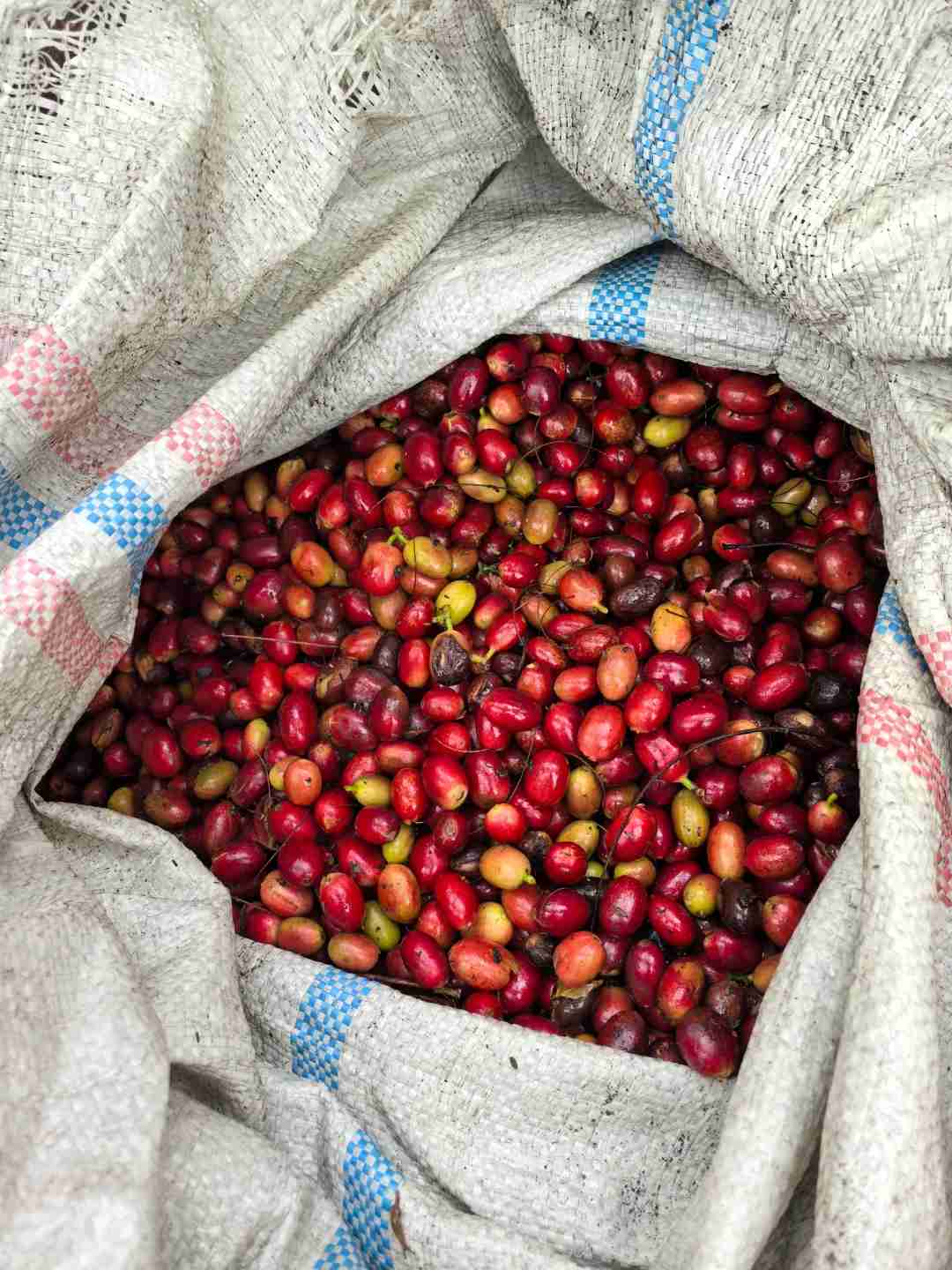 Explorando os Segredos do Café em Toba: Uma Jornada pelas Montanhas e Rios