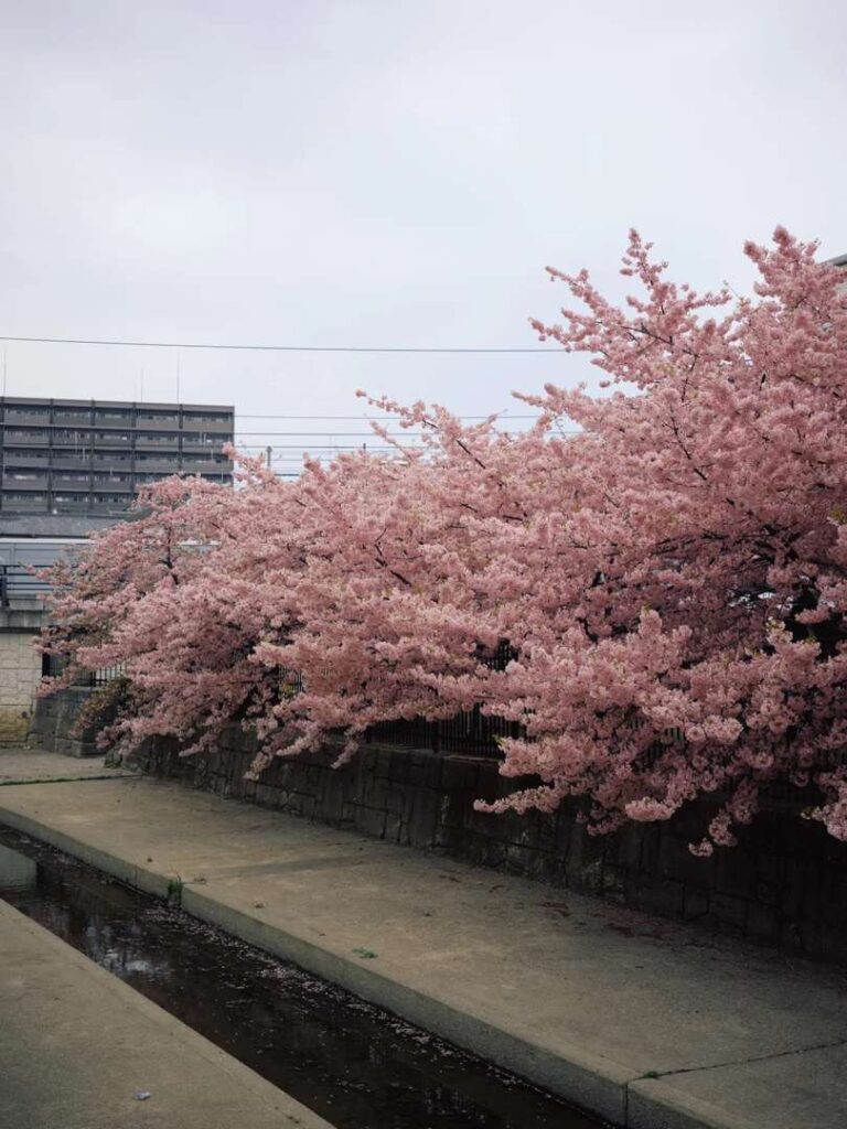 GR3x Camera Guide: Best Spots for Kyoto Spring Cherry Blossom Photography in 2023