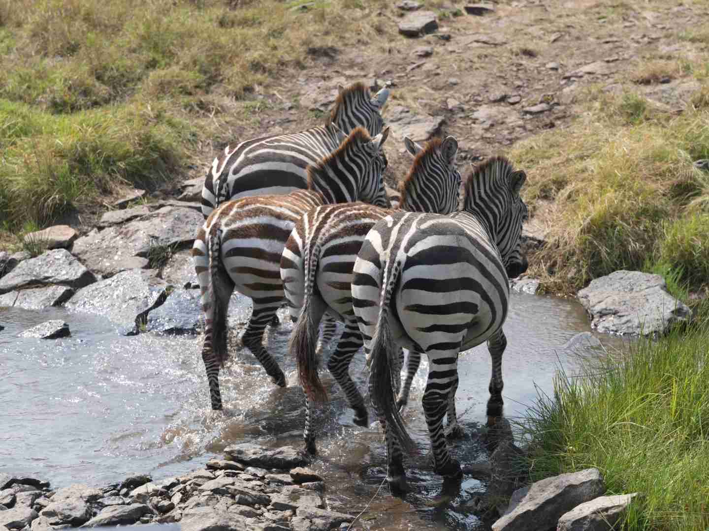 Hasselblad X2D Captures Stunning Serengeti Mara River Wildlife Moments
