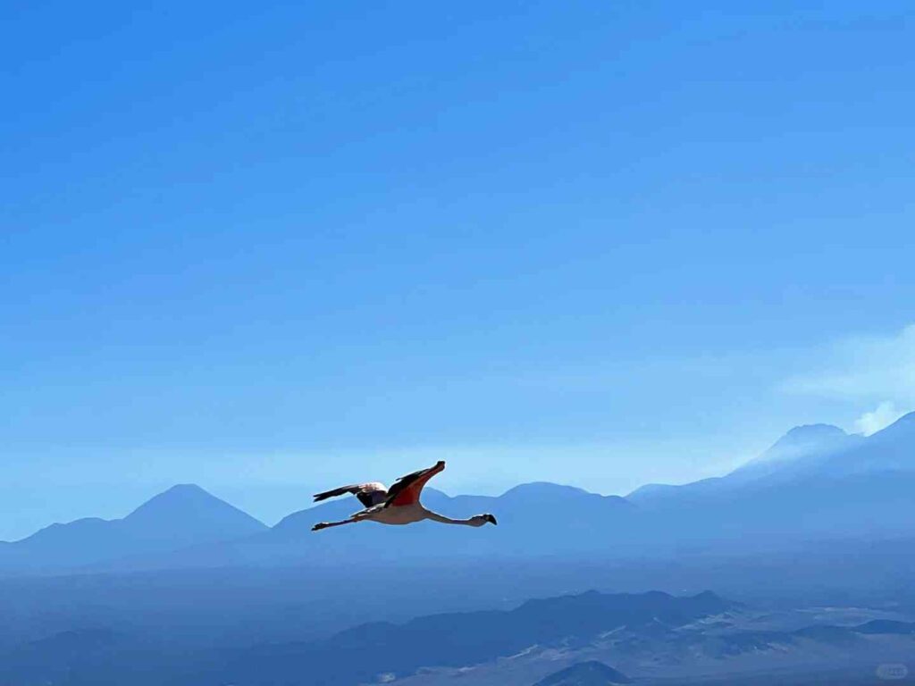 Como Explorar o Deserto do Atacama em 2024: Melhores Dicas de Orçamento e Experiências Únicas