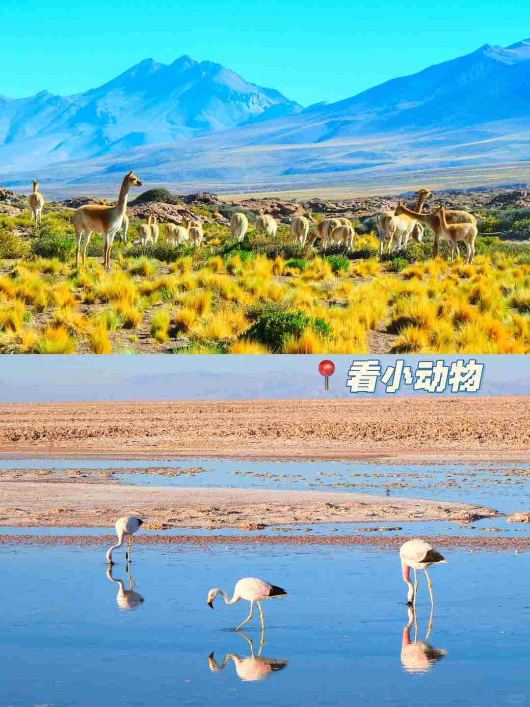 How to Explore Chile's Atacama, the World's Driest Place, in 3 Days on a Budget