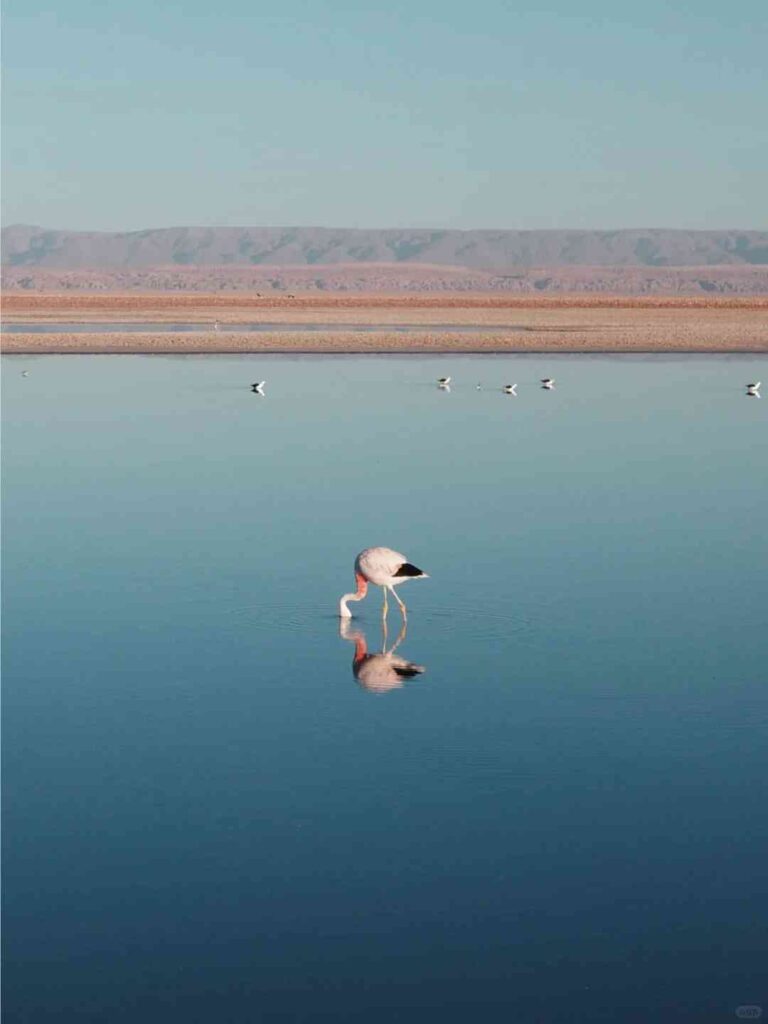 How to Explore the Atacama Desert on a Budget: Best Tips and Itinerary