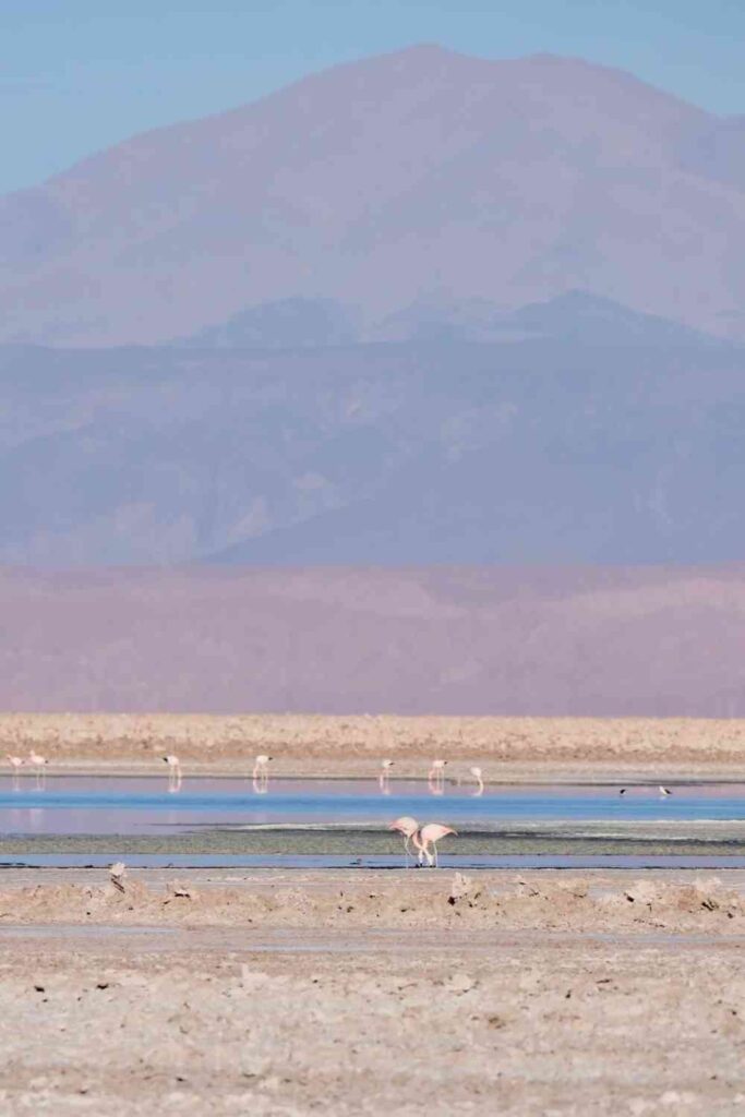 How to Plan a Budget Atacama Desert Trip: Best Group Selection Strategy Guide