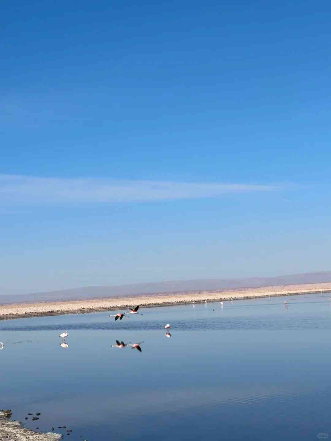How to Plan a Budget-Friendly Stargazing and Flamingo Watching Trip in Chile's Atacama Desert