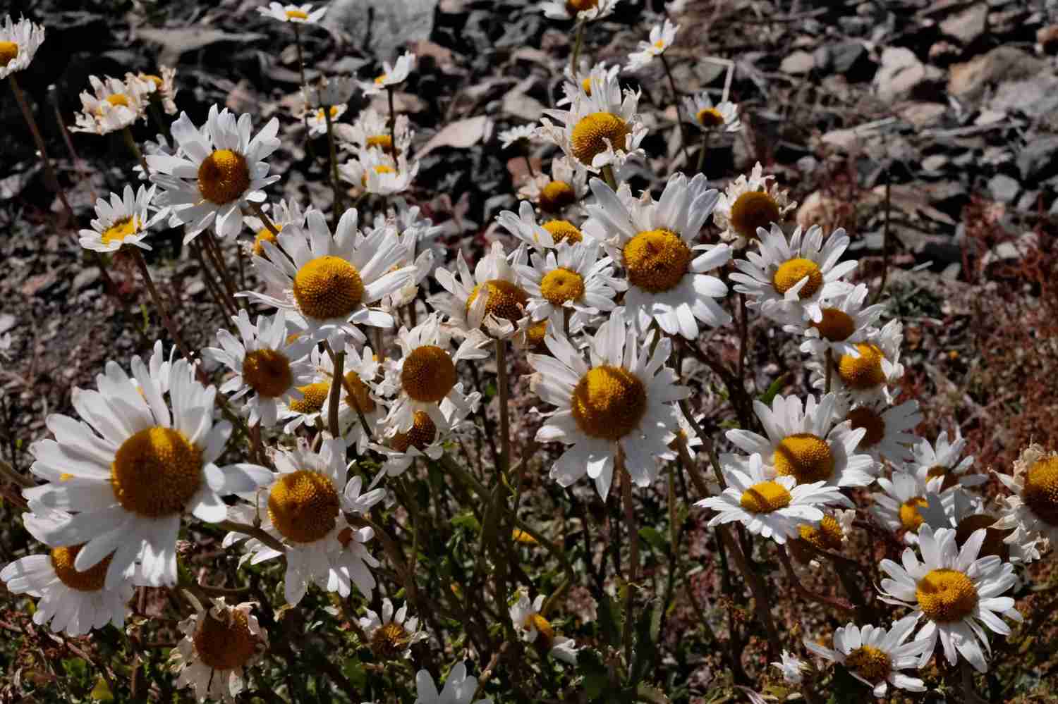 Wie man die beste preiswerte Reise nach Bariloche, Argentinien, im Frühling plant