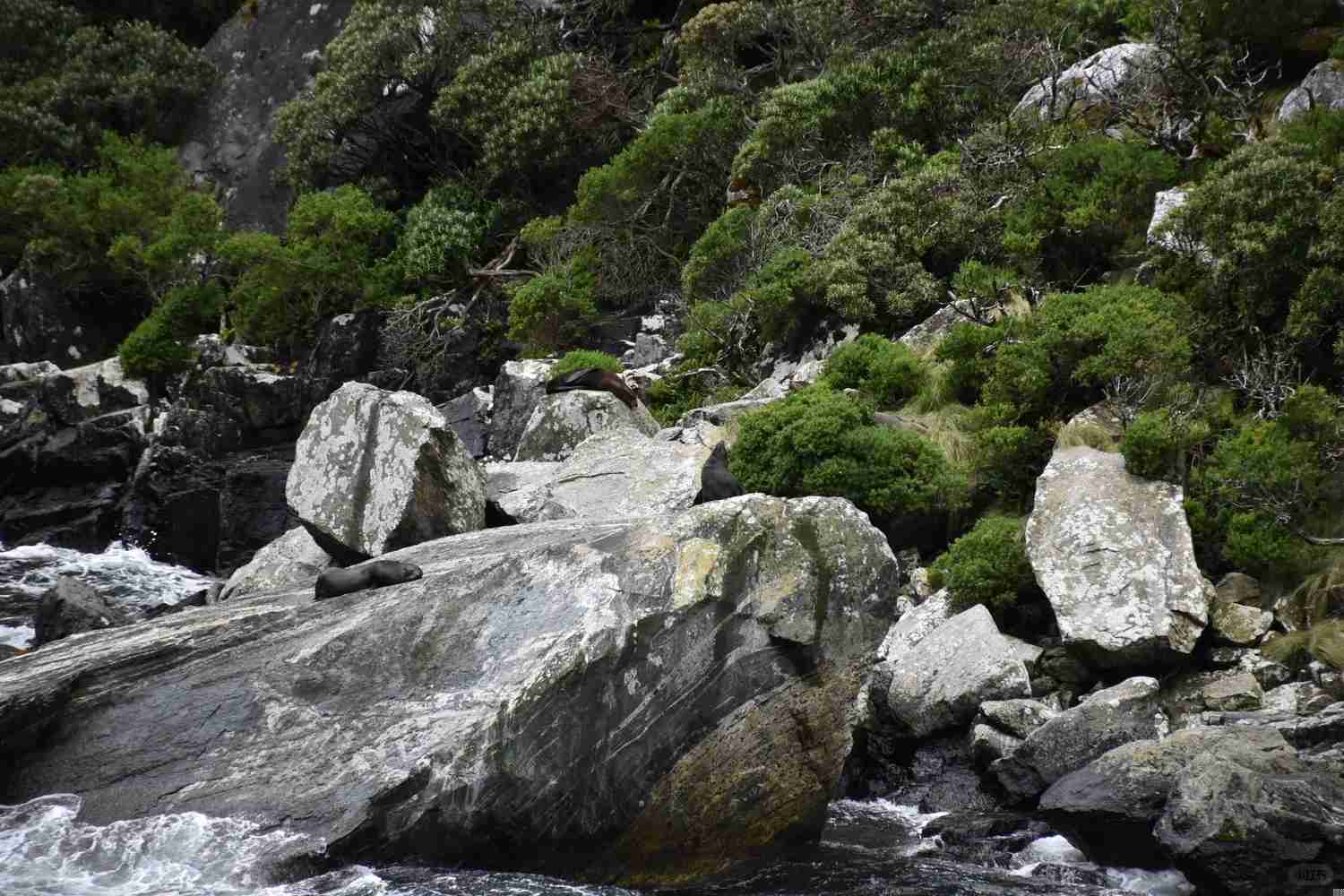 Is Milford Sound in New Zealand Worth Visiting for Nature Lovers? 🇳🇿
