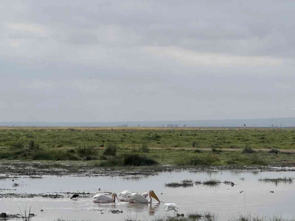 Is the Amboseli Safari Worth It? Best Tips for Choosing the Perfect Tour