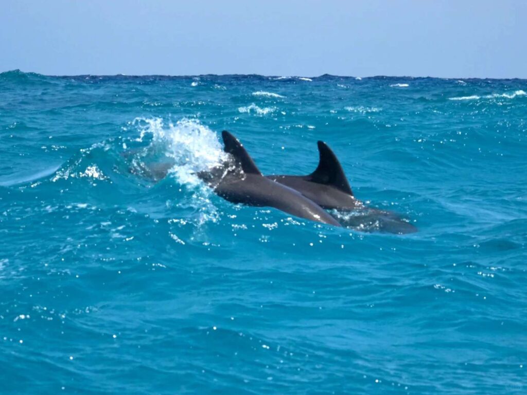 Is the Kojima Dolphin Tour Worth It? Essential Tips & Honest Review for Visitors