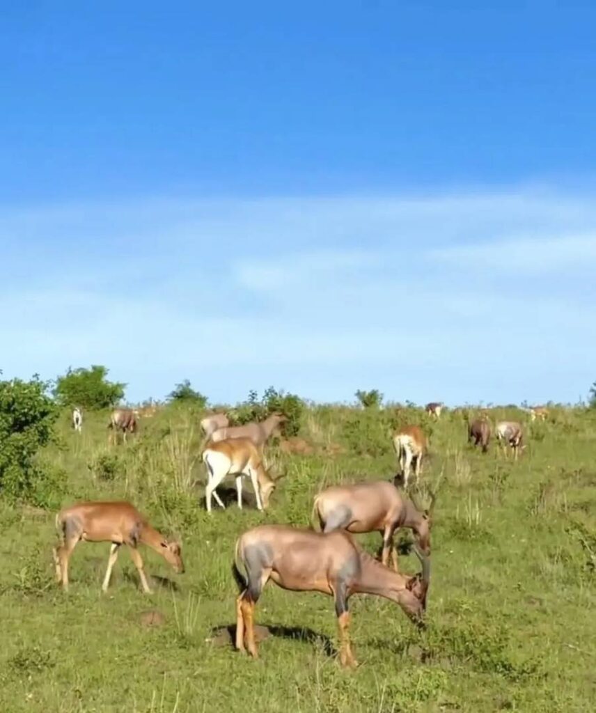 Kenia ist zurückgekehrt: Meine ehrlichen Gefühle und meine persönliche Reise