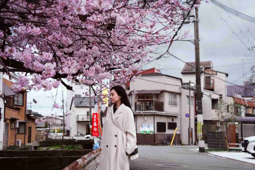Kyoto Cherry Blossom Viewing Guide: How to Escape the Crowds & Find Hidden Gems
