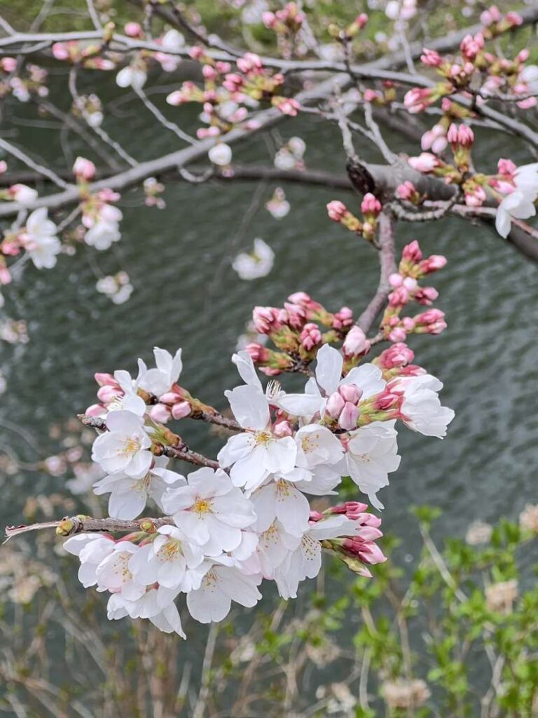 Kyoto Fushimi Jikkokubune Canal Live Footage – Scenic Boat Tour Experience in Japan