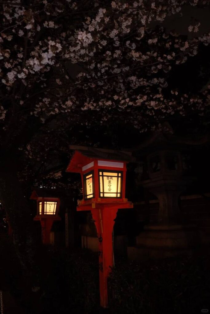 2025年京都市夜間花火 & 円山公園桜観賞ガイド