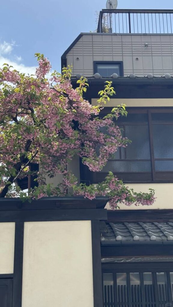 Kyoto Travel Guide: Essential Planning Tips to Avoid Fines & Enjoy a Stress-Free Trip