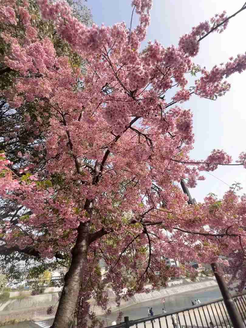 Kyoto's Kamo River Cherry Blossoms: Only Two Blooms Spotted This Season