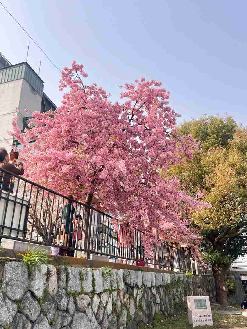 Kyoto's Kamo River Cherry Blossoms: Only Two Blooms Spotted This Season