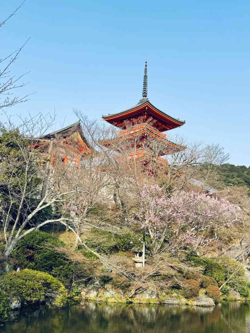 Kyoto's Kiyomizu-dera Cherry Blossom Crowds: Why March 26th Was Impossible to Walk Through