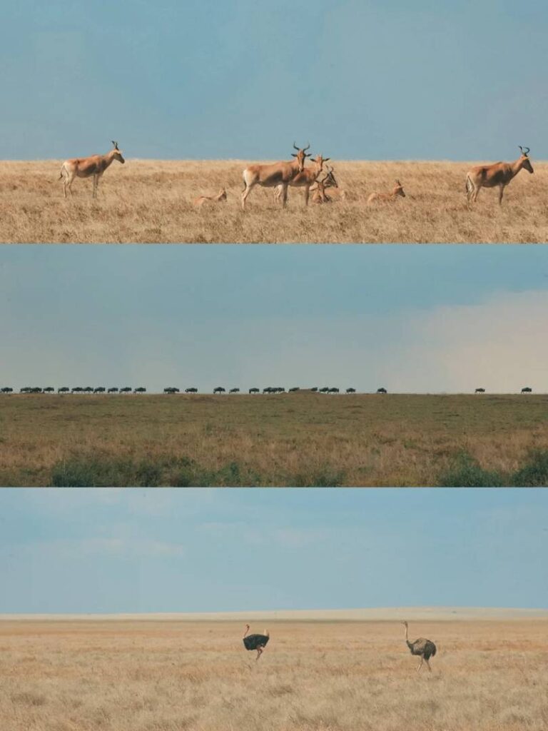 Luxus $580 Tansania Safari Erlebnis: Was erwartet Sie und lohnt es sich? 🇹🇿