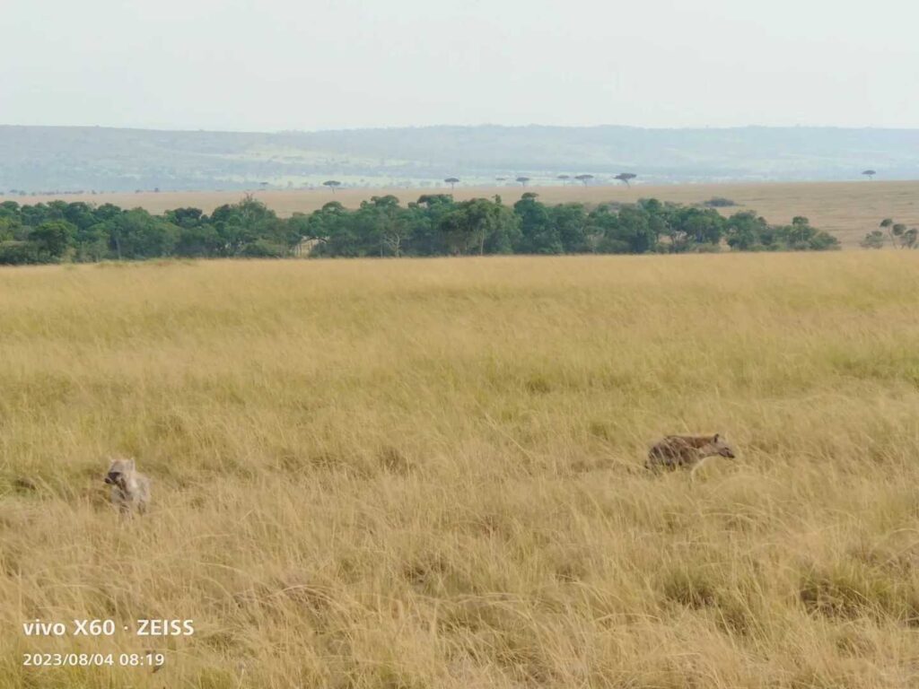 Maasai Mara Safari Experts: Top Guides for Unforgettable Wildlife Adventures