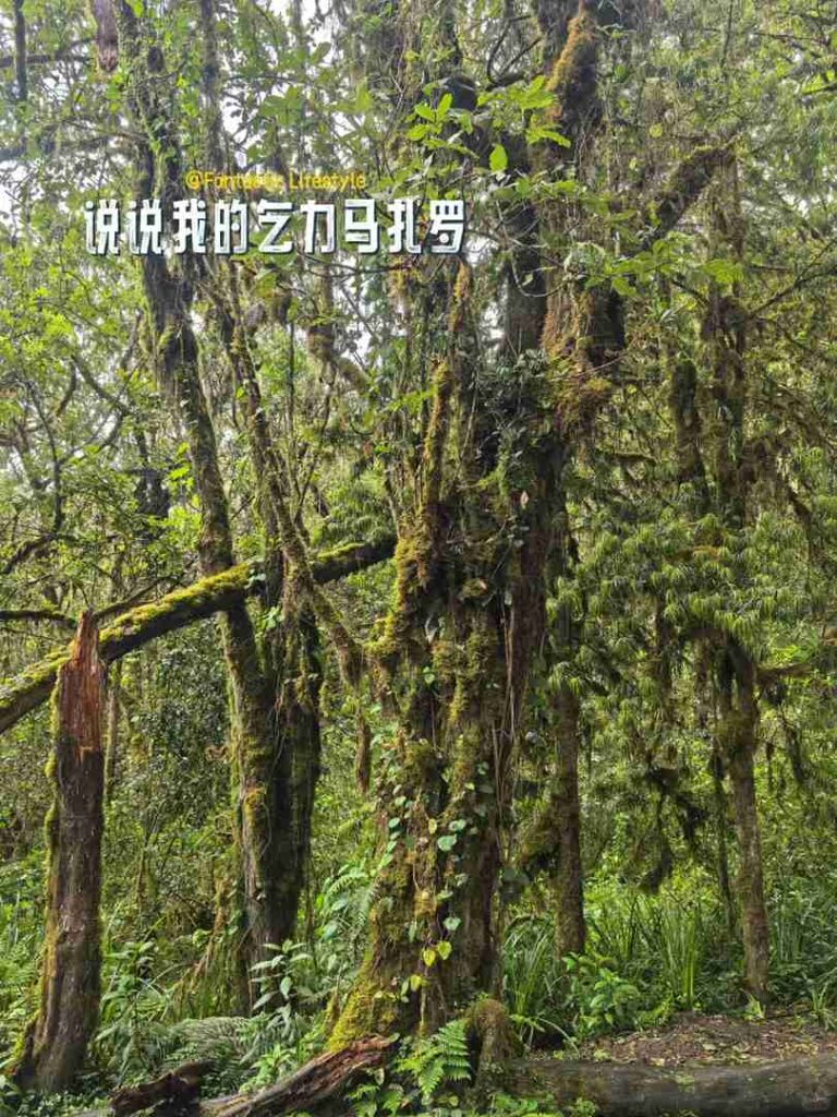 Minha Experiência Escalando o Kilimanjaro: Jornada até o Cume & Dicas Essenciais (Parte 3)