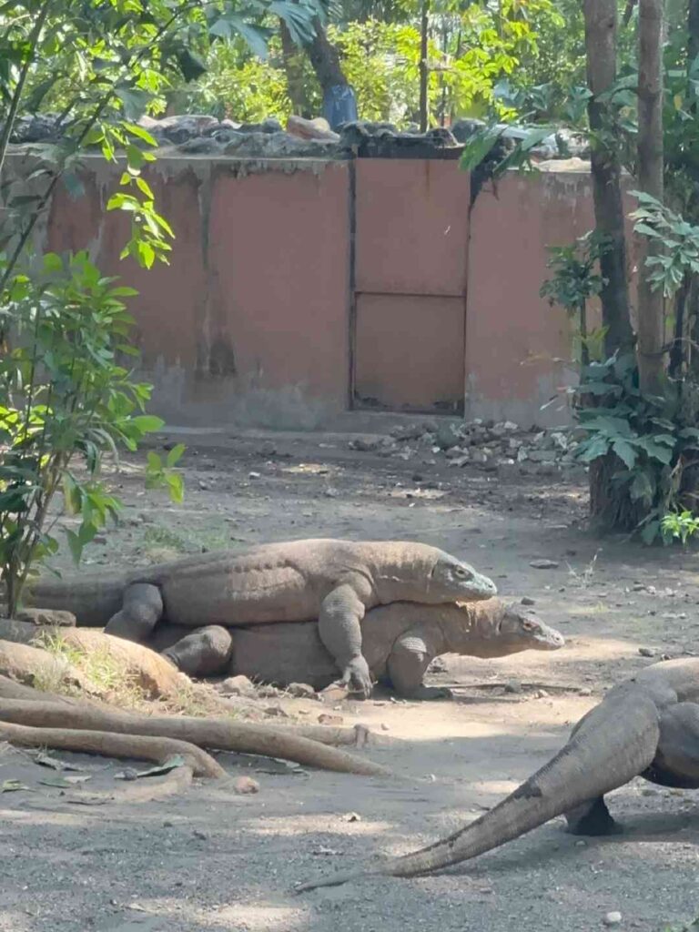 OOTD: スラバヤ動物園を探索し、コモドドラゴンに間近で会う