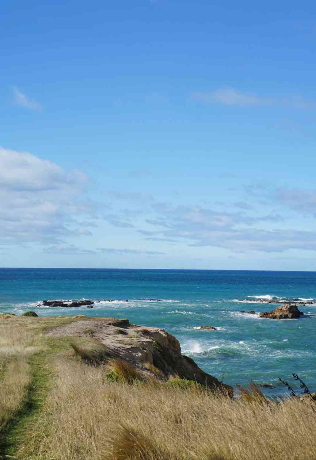 Os Melhores Locais em Oamaru para Observar Leões-Marinhos de Perto e com Segurança