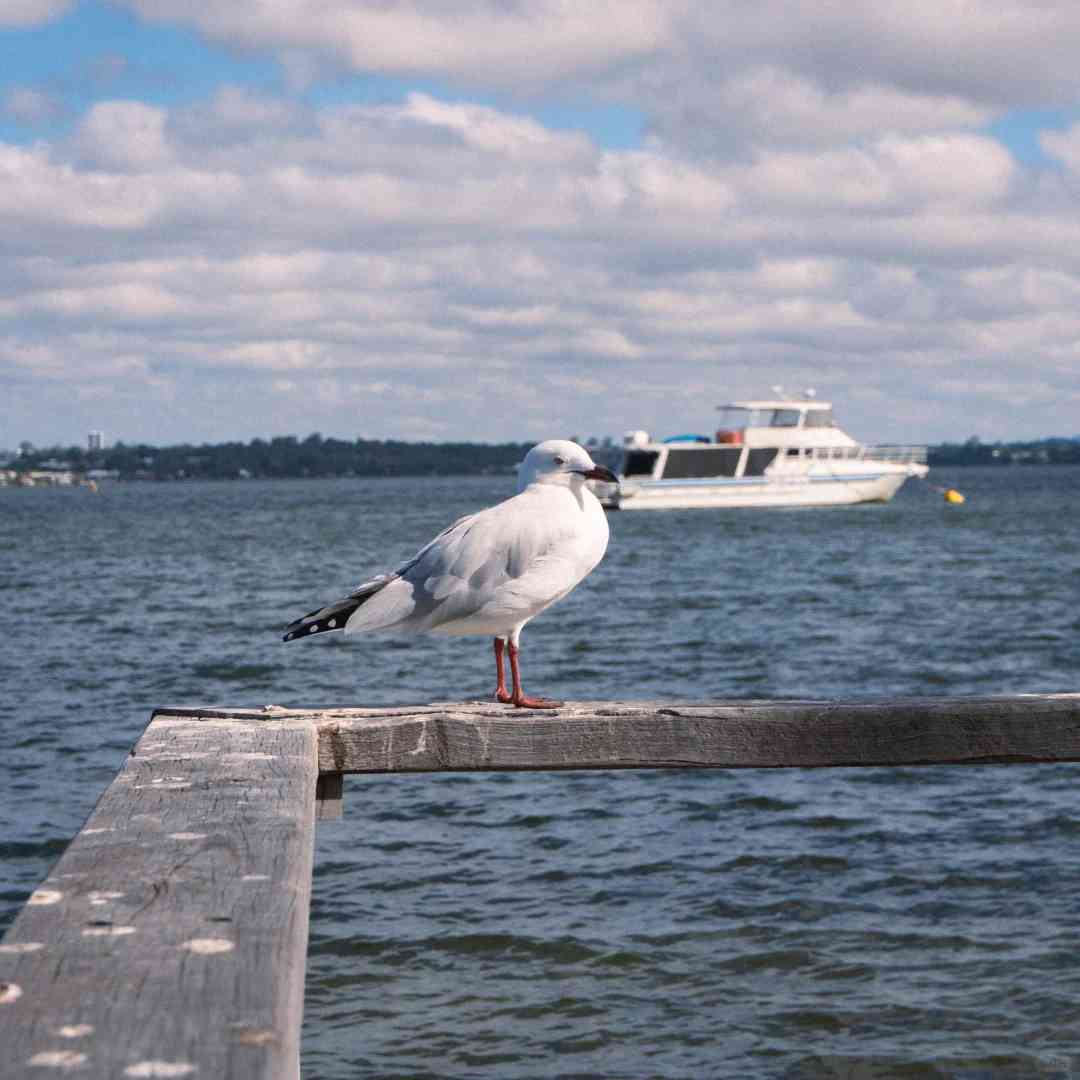 Perth Sommerverschwinden: Entdecken Sie das Beste an Westaustralias lebendiger Jahreszeit
