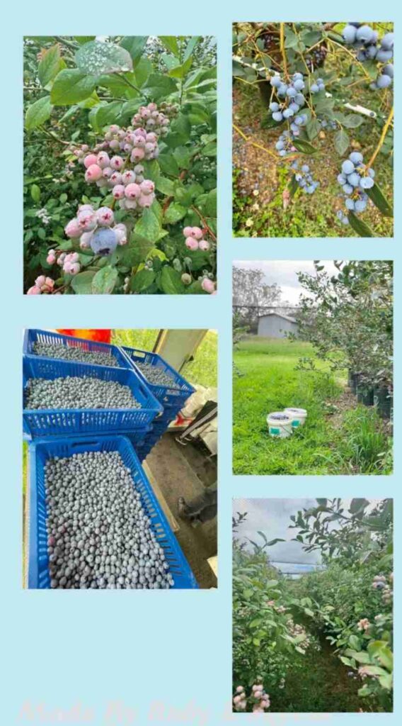 Queensland Visa Worker Needed: Blueberry Picker Job Opening Available